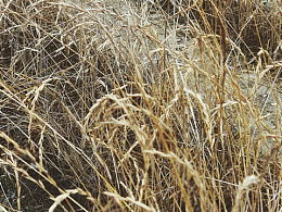 枯的拼音和组词