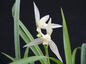 大雪素的品种赏析