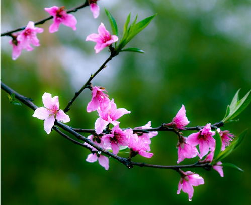 美丽的桃花作文300字三年级开头，美丽的桃花作文300字四年级