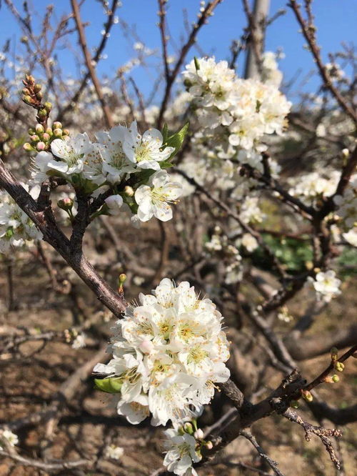 李白诗词《客中行/客中作》原文译文赏析