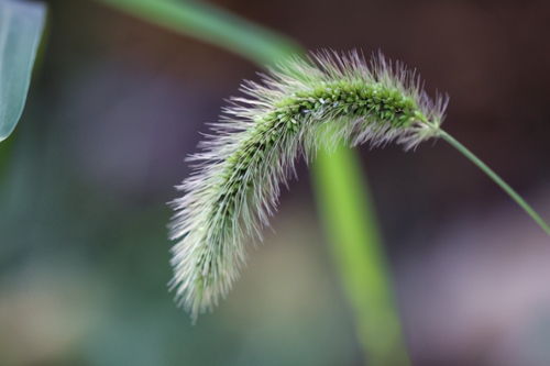 狗尾草的意思代表什么含义，狗尾草的意思和寓意
