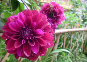 红苕花种植方法，红苕花怎么养