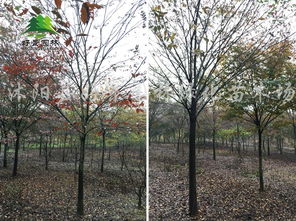 榉怎么读字义跟什么有.关?