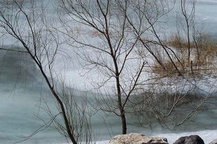 残冬作者，残冬是几月