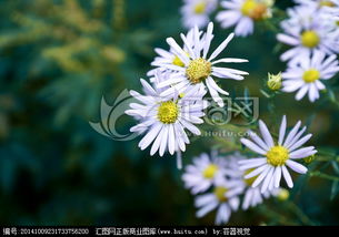 山菊花的功效和作用，山菊花电影免费观看