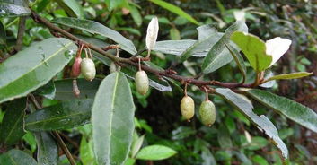 胡颓子的功效与作用，胡颓子盆景