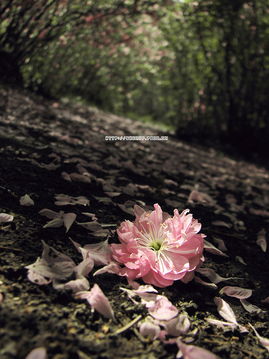 惜花芷电视剧免费观看，惜花芷电视剧正式官宣演员