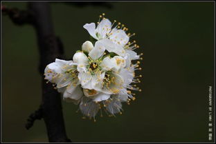 李花怒放一树白全首诗谁写的，李花怒放一树白全首诗诗名作者