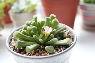 光玉的内容介绍