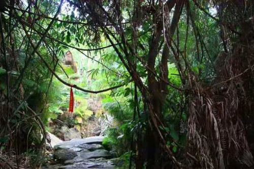 呀诺达热带雨林景点介绍