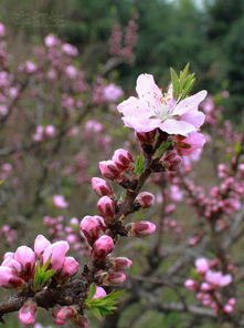春天有哪些花草