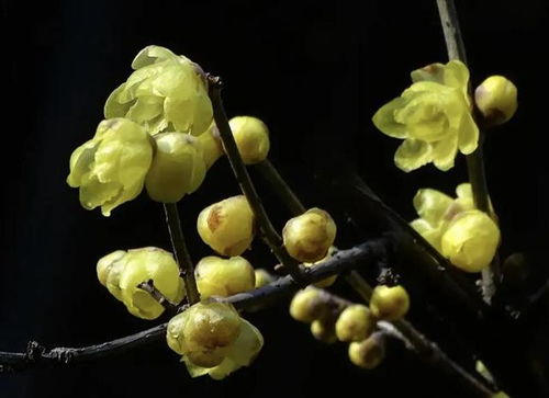 岁梢寒夜的拼音，岁梢寒夜,玩火玩灯,除夕燃滴滴金,放焰火