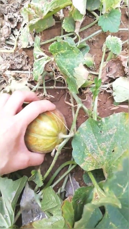 瓜熟蒂落是什么意思(秒懂百科)，瓜熟蒂落的下一句成语