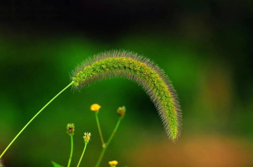 狗尾巴草的学名