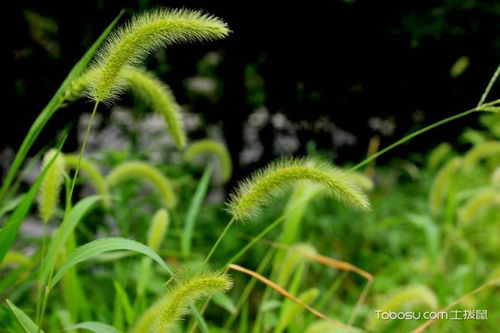 狗尾草的意思是什么