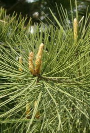 松针油多少钱一盒，松针油的神奇功效