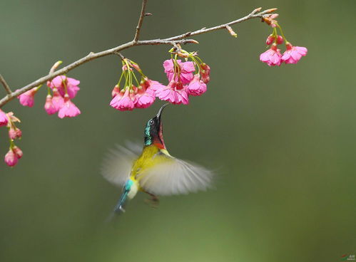 鸟语花香的解释