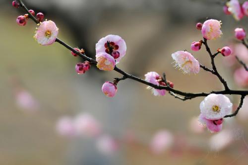 梅花的拼音怎么读音写，折蜡梅花的拼音