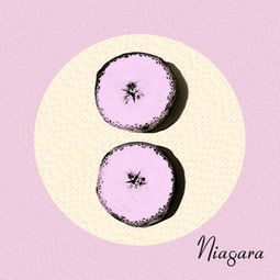 seal是什么意思，seals