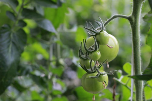 硕果的果是什么意思，满满的硕果是什么意思