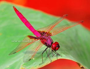 情字的组词有，情字的组词有多少