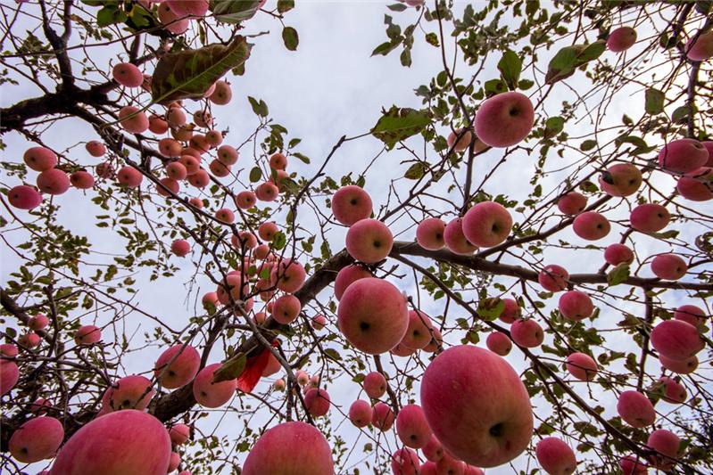 硕果的意思和拼音