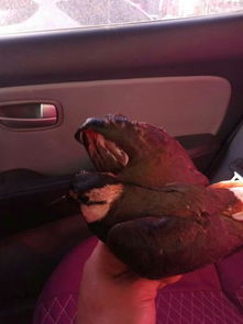 白脖鸭是什么品种，白脖子的猫不吉利吗