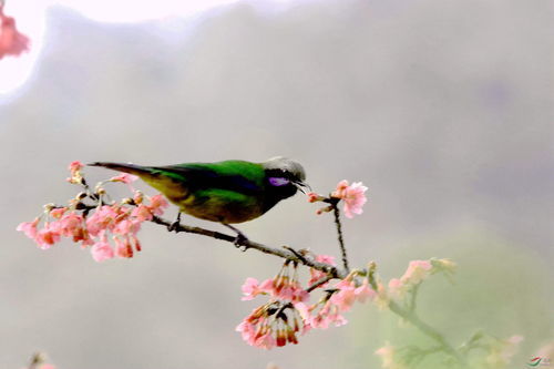 鸟语花香的拼音和意思，鸟语花香的拼音声调