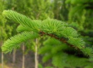 松针油和松子油有什么区别?