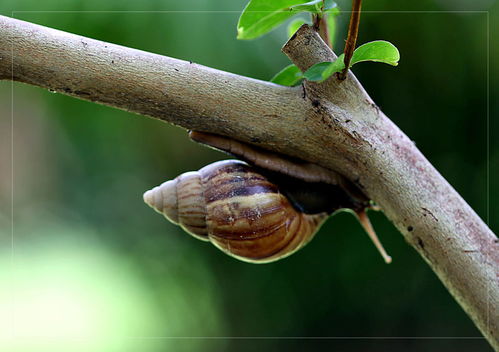 蜗行牛步是什么意思