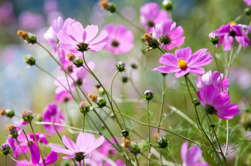 格桑花寓意着什么意思