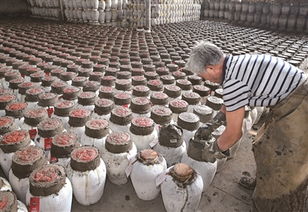 窖酒坛怎么密封?