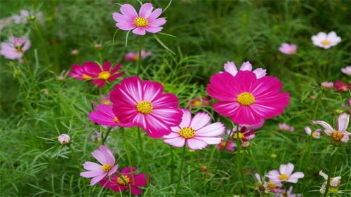 格桑花的寓意和花语优美的句子，格桑花的寓意是什么意思