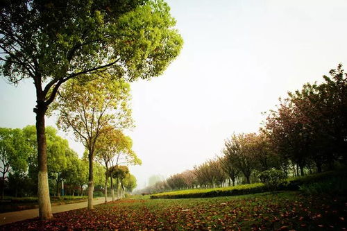 春游好去处手抄报，春游好去处作文500字