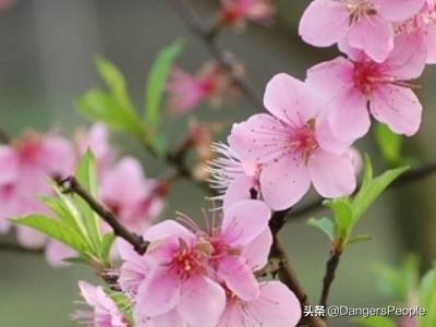 四年级桃花作文300字