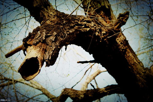 枯草杆菌二联活菌颗粒，枯怎么读