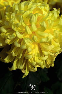 开封菊花图片，开封菊花茶价格表