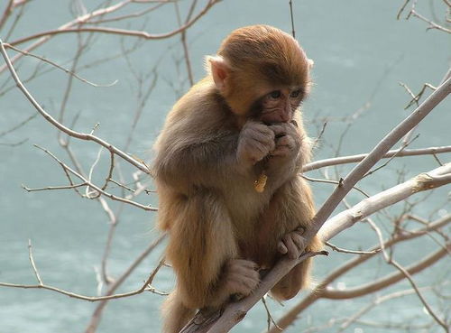 属猴是哪年出生的1956，属蛇是哪年出生的
