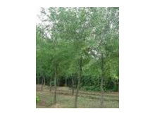 野杜仲果图片，野杜仲和杜仲的区别