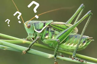 蚂蚱的蚂怎么写，蚂蚱的蚂还可以组什么词