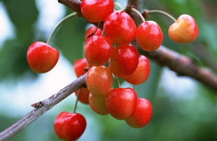 含桃的解释含桃的解释是什么