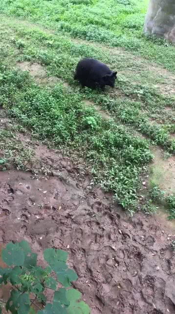 土生土长的意思是什么 土生土长的解释