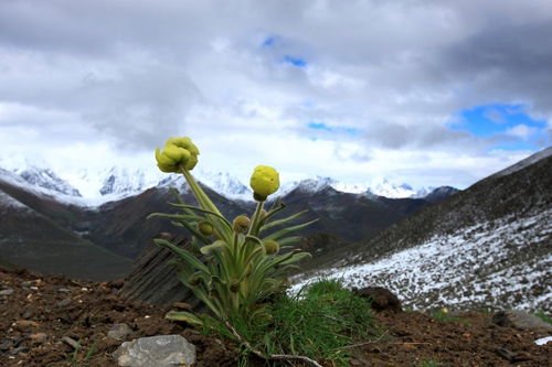 migrant, immigrant 和emigrant 的区别和使用