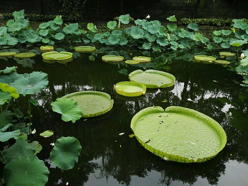 浮水是什么意思
