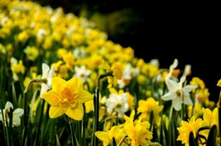 花花绿绿AABB，花花绿绿的词语解释