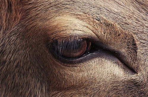 动物的眼睛有什么本领