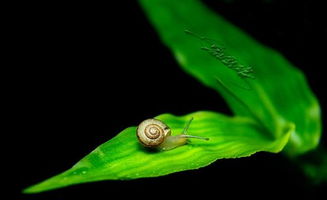 蜗牛行步是什么生肖?，蜗行牛步的意思和造句