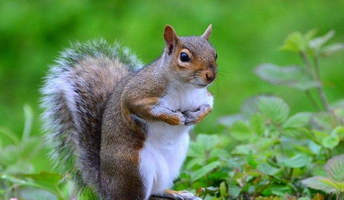 松鼠squirrel怎么读，squirrel怎么读英语发音