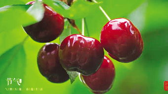 含桃讲的什么，含桃字的诗句