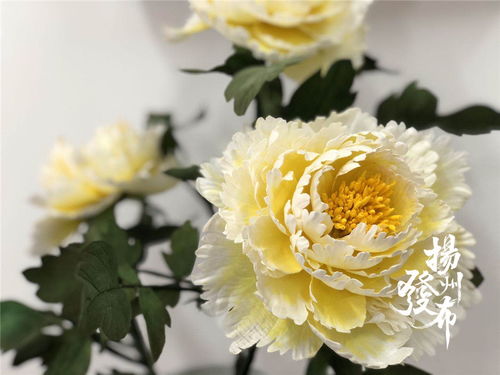 通草花期有多久